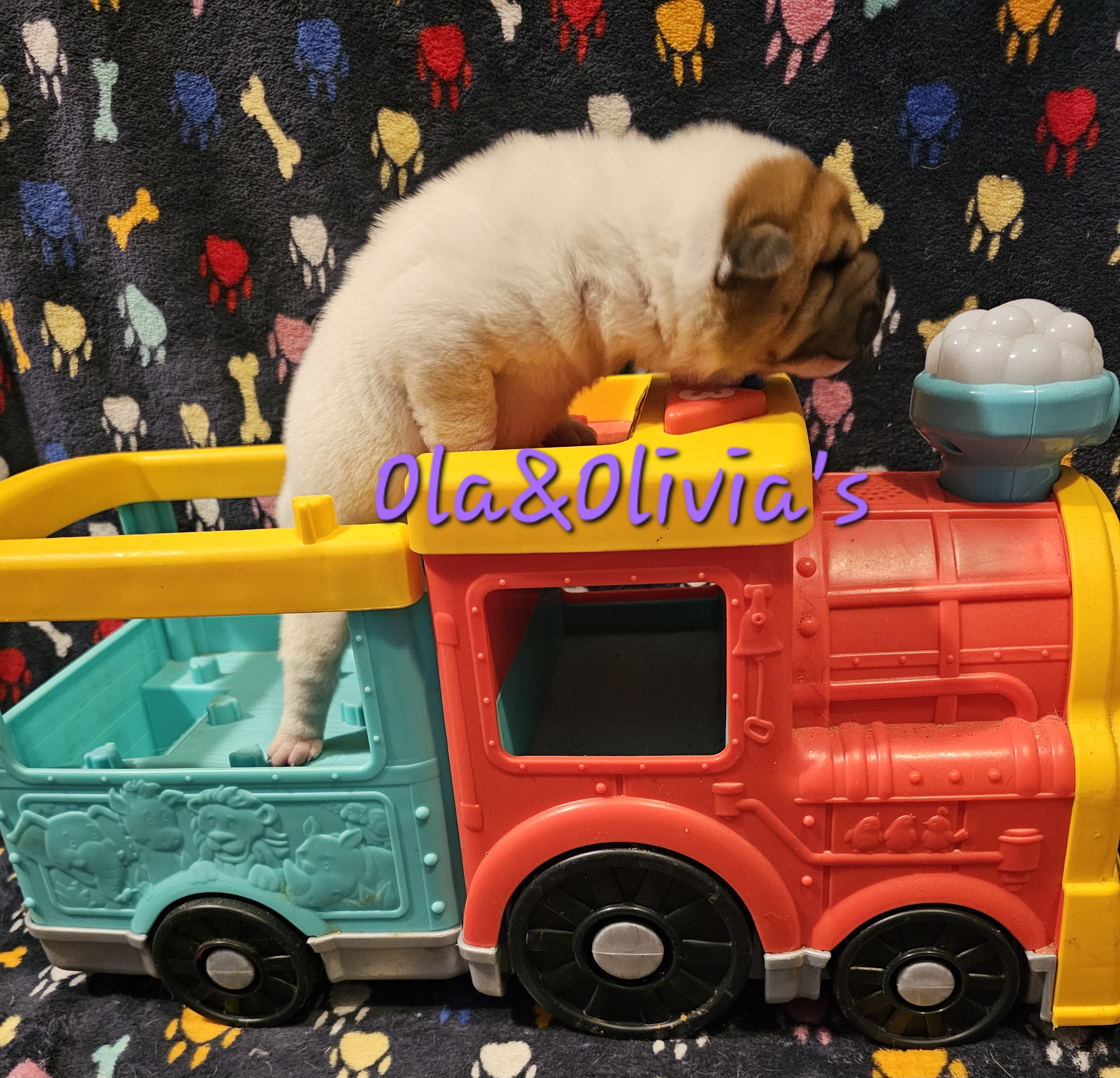 Chinese Shar-Pei Puppies from Zoey's Waggly Tails