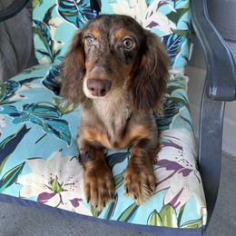 Hunter - Chocolate and tan male Dachshund puppy in Omaha, Nebraska from Colorful Dachshunds