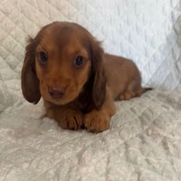 Shaded Chocolate - Chocolate male Dachshund puppy in Galax, Virginia from Dells  Dachshund’s