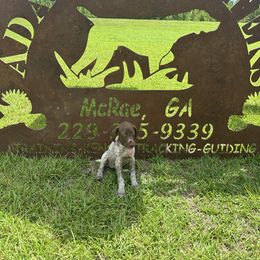 Girl 1 - Liver roan female German Shorthaired Pointer puppy in Mcrae, Georgia from Adams Pointers
