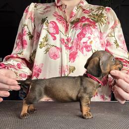Dachshund Puppies from Royal Bloodline Canines