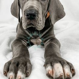 Dachshund, Great Dane, and Yorkshire Terrier Puppies from WZ Kennels