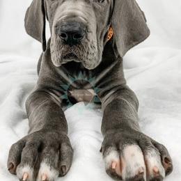 Dachshund, Great Dane, and Yorkshire Terrier Puppies from WZ Kennels