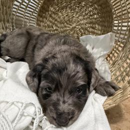Blue - Merle male Golden Aussiedoodle puppy in Chino Valley, Arizona from AZ Stickerdoodles