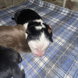 Ollie - Black tri-color male Australian Shepherd puppy in Oakland City, Indiana from Moonlightaussies