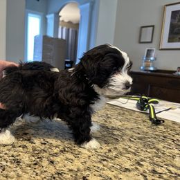 Havanese Puppies from Esplendor Havanese