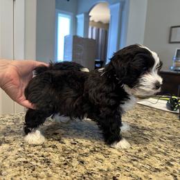Havanese Puppies from Esplendor Havanese