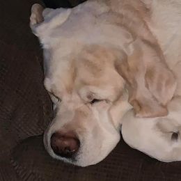Labrador Retriever All Grown Up from Judy Lesch's Labrador Retrievers