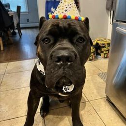 Cane Corso Puppies from Relic Cane Corso