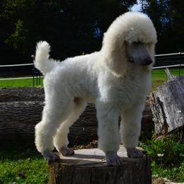 Poodle Puppies from D and D Standard Poodles