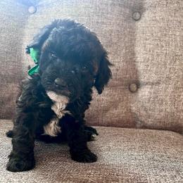 Gabriel - male Aussiedoodle puppy in Utica, Ohio from Poodle Me Crazy