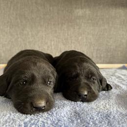 Kai - Black male Labrador Retriever puppy in Richfield, Utah from Stormy River Retrievers