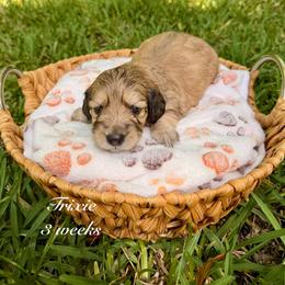 Lucy - Cream female Dachshund puppy in Ormond Beach, Florida from Meadow Ridge Dachshunds