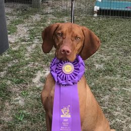 Elton - Vizsla