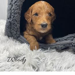 Woody - Red  male Goldendoodle puppy in State Road, North Carolina from Must Love Doodles
