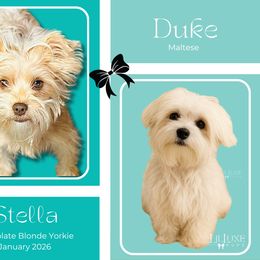 Morkie puppies from Lil Luxe Pups
