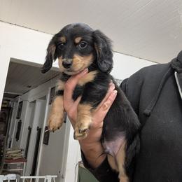 Boy 68767 - Black and tan male Dachshund puppy in Spring Hope, North Carolina from Hogan’s Lowrider Hounds