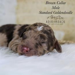 Brown collar - Merle male Goldendoodle puppy in Plattsburgh, New York from Adirondack Poodles Goldendoodles,Bernedoodles & Schnoodles