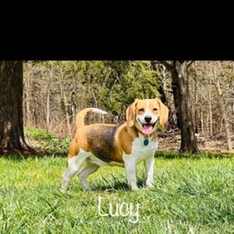 Lucy - Black tan and white female Beagle puppy in Conway, Missouri from Ozark Mountain Kennel