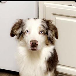 Miniature Australian Shepherd and Toy Australian Shepherd All Grown Up from 2Lazy2P Mini Aussies