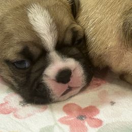 Madison - Seal and white Boston Terrier puppy in Nottingham, New Hampshire from Brenda Wilber’s Bostons