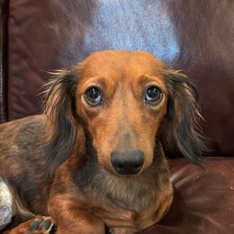 Dixie - Dachshund