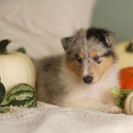 Louis Vuitton - Blue merle white and tan male Collie puppy in Huffville, Virginia from Blackberry Hills Cattle dogs and Collies
