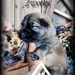 Kimber - Sable female German Shepherd puppy in Sequim, Washington from German Shepherd Haus