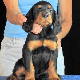Boy 1 - Black and tan male Gordon Setter puppy in Huntingtown, Maryland from Laurel Hill