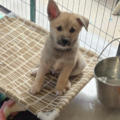Colonel - Wheaten male Norwegian Buhund puppy in Lawton, Michigan from J-Lyn