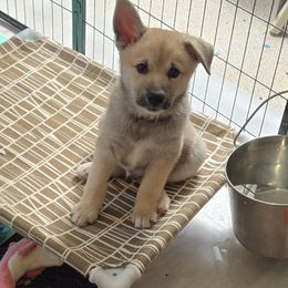 Colonel - Wheaten male Norwegian Buhund puppy in Lawton, Michigan from J-Lyn