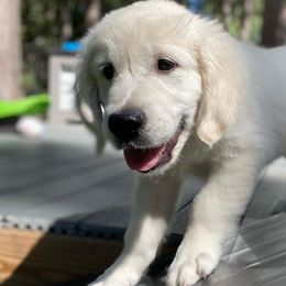 Golden Retriever Puppies from Smokey Mountain English Goldens
