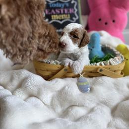 Merle (Haggard) - Parti male Goldendoodle puppy in Eagleville, Tennessee from Nash Doodles