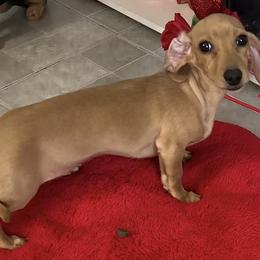 Girl 1 - Red female Dachshund puppy in Jackson, Mississippi from Doxies Galore