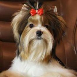Biewer Terriers from Donday