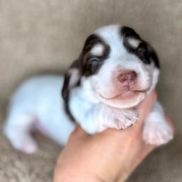 Teal Collar - Piebald female Dachshund puppy in Beaver, Pennsylvania from Meaden’s Mini Dachshunds