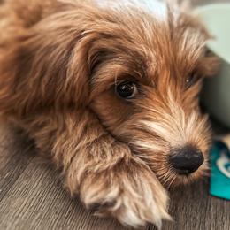 Goldendoodle Puppies from The Doodle Spot