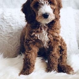 Bernedoodle and Goldendoodle Puppies from Heartfelt GoldenDoodles