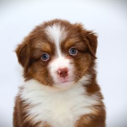 Red Tri Female - Red tri-color female Miniature American Shepherd puppy in Waddell, Arizona from Brassy Acres Miniature American Shepherds