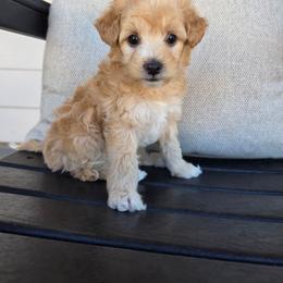 Chloe - Cream female Goldendoodle puppy in Leander, Texas from Doodle Doula