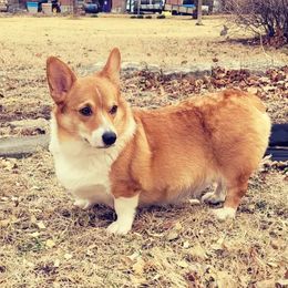 Ella - Pembroke Welsh Corgi