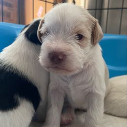 Doc - Parti male Miniature Schnauzer puppy in Brundidge, Alabama from Deez Pups Magnificent Schnauzers