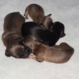 Dachshund puppies from T&J Lovable Longhaired AKC Dachshunds