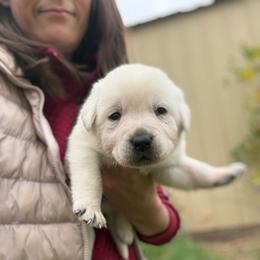 Mille Laca- maroon collar - Yellow female Labrador Retriever puppy in Isanti, Minnesota from Four Corners Family Labs