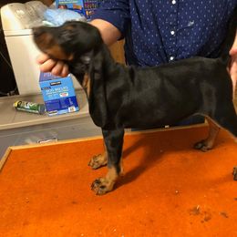 Black and Tan Coonhound Puppies from Kalan Kennel