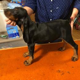 Black and Tan Coonhound Puppies from Kalan Kennel