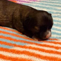 Kevin - Chocolate sabled fawn male Chihuahua puppy in Seneca, Missouri from Stephanie’s Puppy Colony