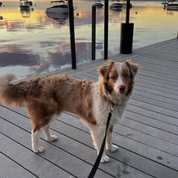 Ariel - Red merle female Australian Shepherd puppy in Grants Pass, Oregon from Carmel Mountain Aussies