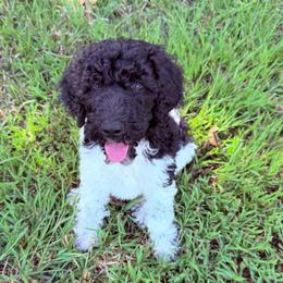Rain - Parti male Goldendoodle puppy in Jasper, Georgia from Harrington Doodles & Poodles
