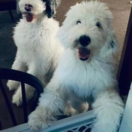 Poodle and Sheepadoodle All Grown Up from Kitandkboodle's Doodles